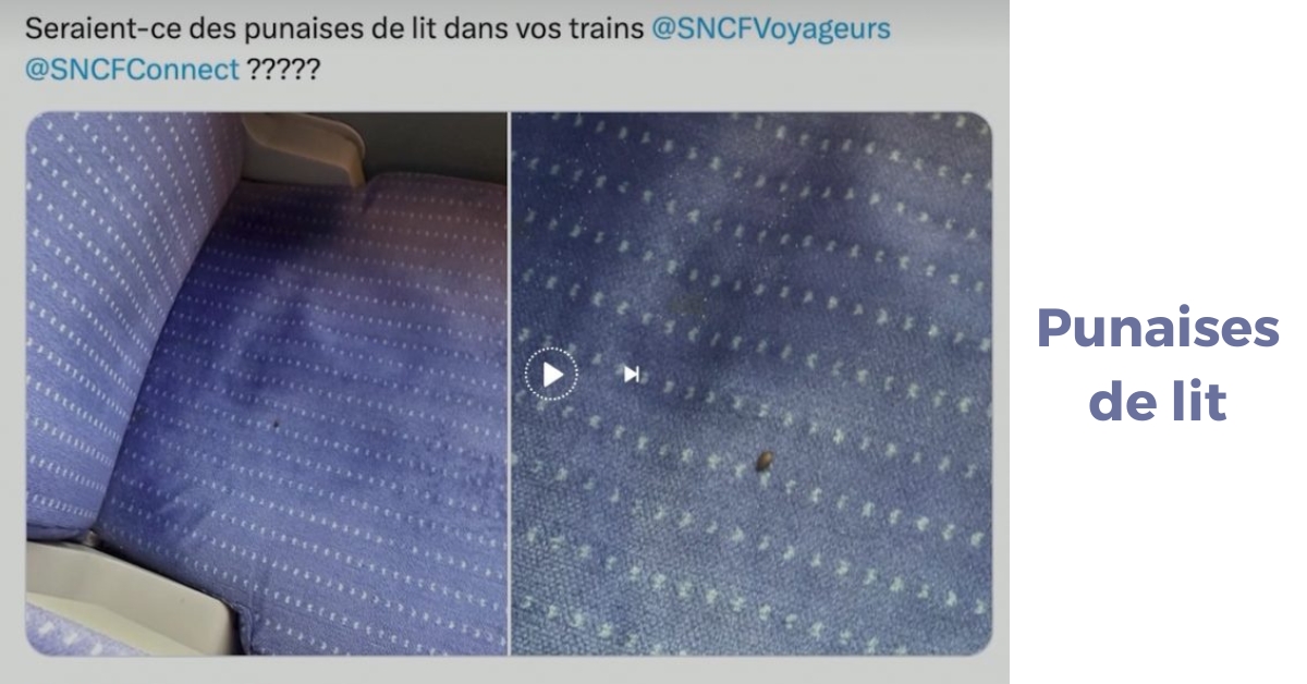 Aucun cas avéré de punaises de lit dans les transports publics, selon Clément Beaune