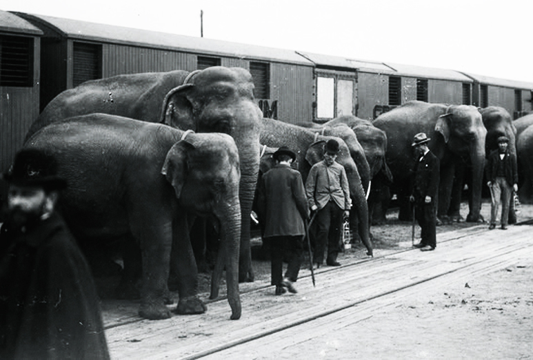 Arte. Le triste itinéraire ferroviaire de Fritz, éléphant de cirque